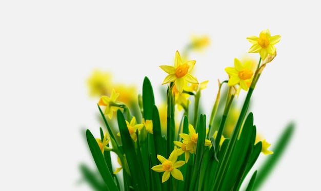 Yellow daffodil flowers over white background with copy space