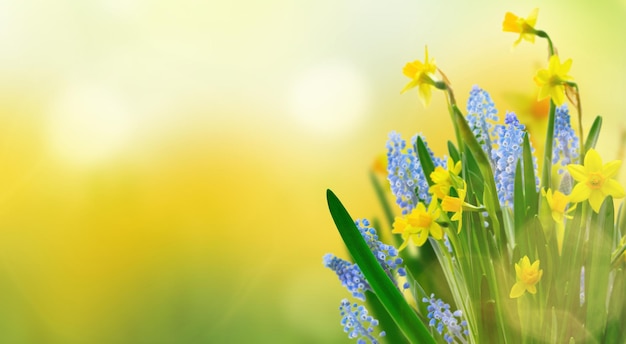 Yellow daffodil flowers