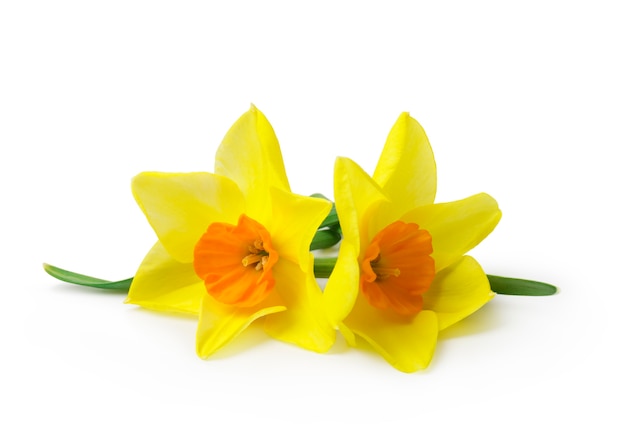 yellow daffodil isolated on a white background