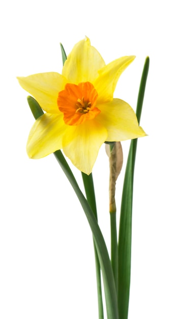 yellow daffodil isolated on a white background