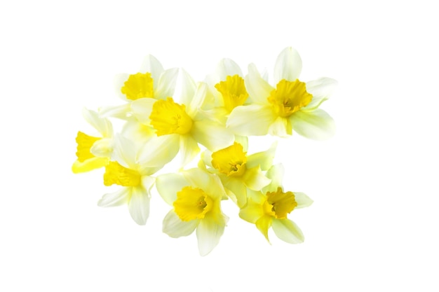 Yellow daffodil isolated on a white background