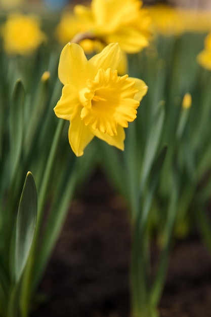 Photo a yellow daffodil with a green background