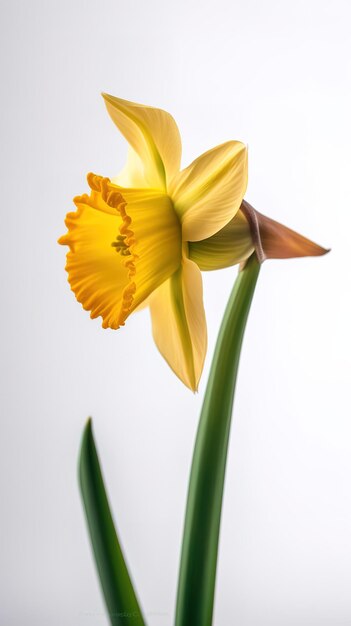 Photo a yellow daffodil with a white background