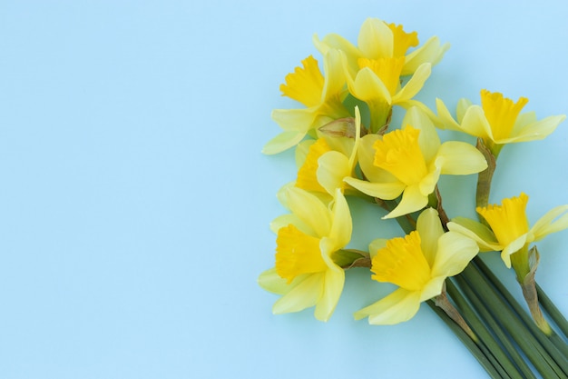 Yellow daffodils are located on a blue background