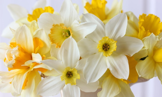 Yellow daffodils as a natural background garden flowers close-up