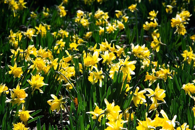 Yellow daffodils in bloom Selective focus Copy space