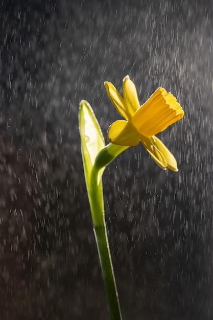 Photo yellow daffodils on a blurry background beautiful flowers