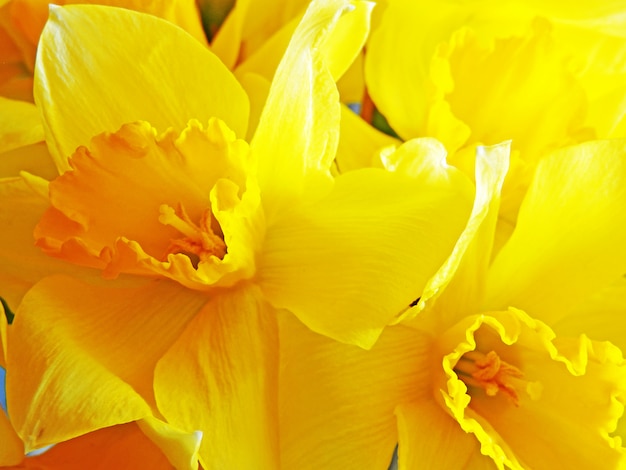 Yellow daffodils close up