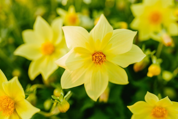 Photo yellow daffodils close-up