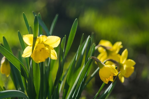 Primo piano di narcisi gialli su sfondo sfocato fiori con foglie verdi con bokeh foto di nuova vita foto per la giornata della terra del 22 aprile