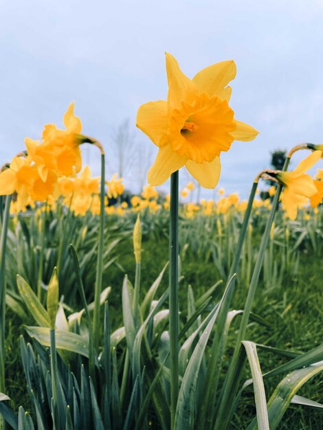 Yellow daffodils in the field