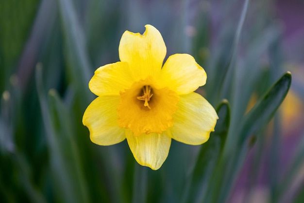 Yellow daffodils on a flower bed in spring in sunny\
weather