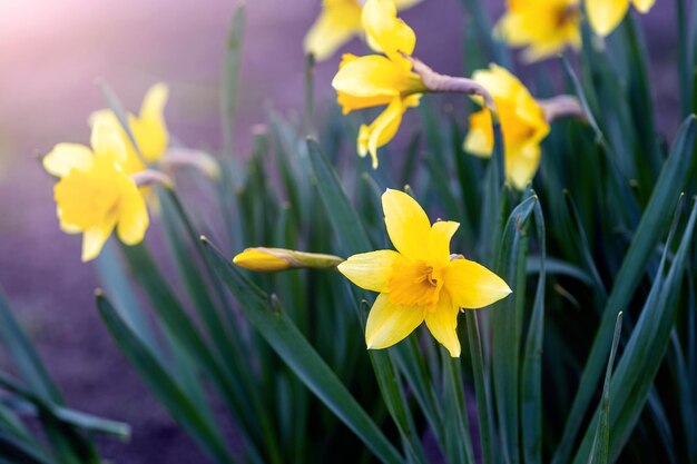 Yellow daffodils on a flower bed in spring in sunny weather