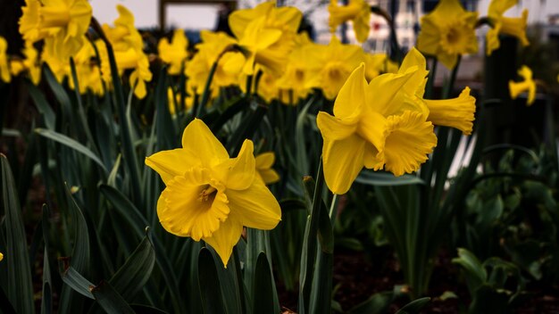 Yellow daffodils in a flowerbed in spring closeup