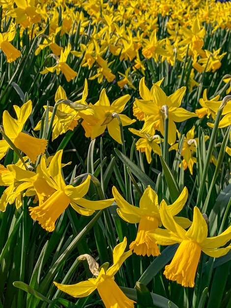Yellow daffodils in a flowerbed in springtime