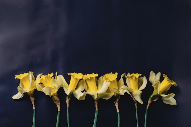 Yellow daffodils flowers on dark background