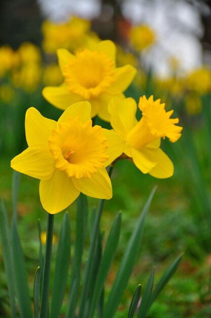 Yellow daffodils flowers in garden of Fulda Hessen Germany