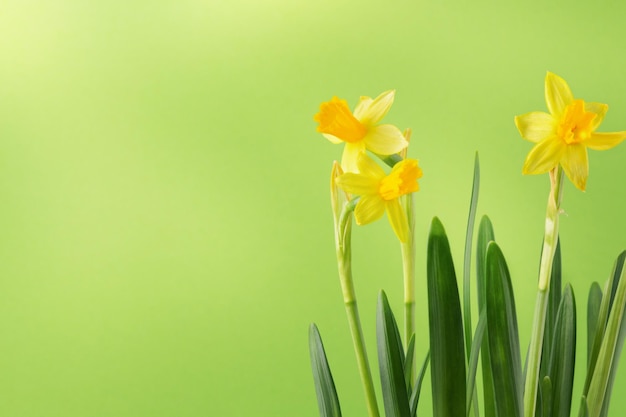 Yellow daffodils flowers on green background Springtime nature background Happy Easter greeting card