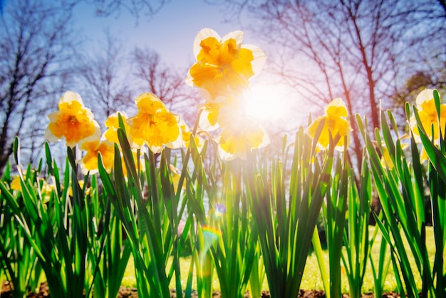 Yellow daffodils in the gardens of holland