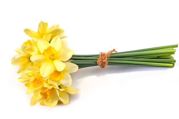 Yellow daffodils isolated on white background