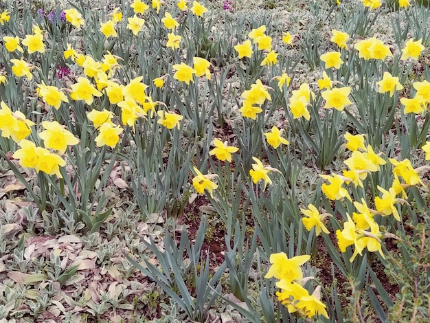 Yellow daffodils on a lawn or flower bed in an urban environment Landscaping Narcissus Narcissus is a genus of monocot plants from the Amaryllis family These are herbs equipped with dense bulbs