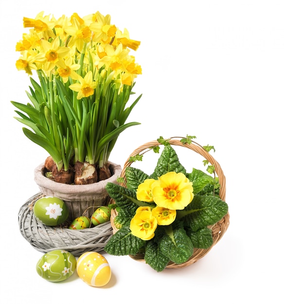 Yellow daffodils and primrose on white , text copyspace