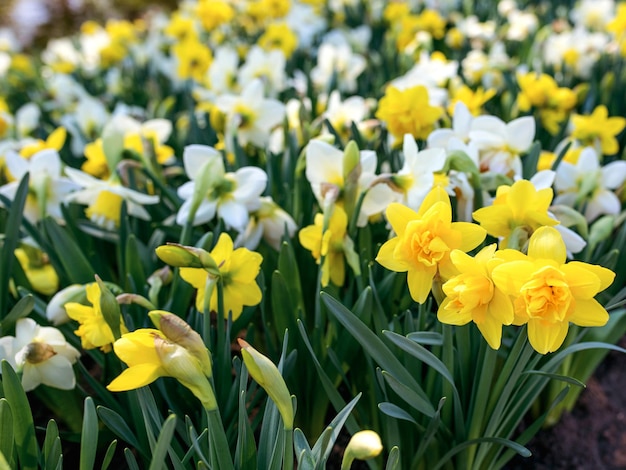 yellow daffodils in spring