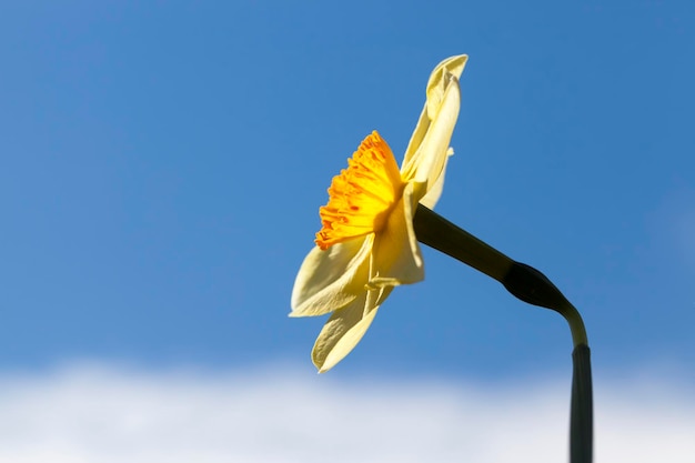 Yellow daffodils in summer, close up