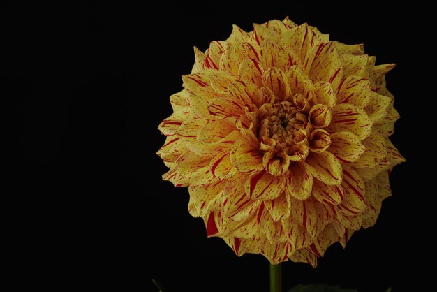 Yellow dahlia closeup on a dark background