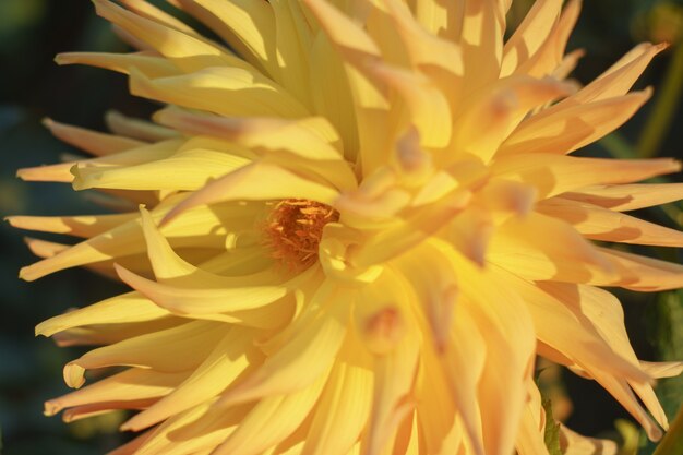 Yellow dahlia flower on the bush, closeup