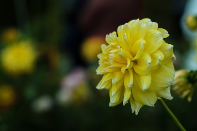 Fiore giallo della dalia sul cespuglio, primo piano