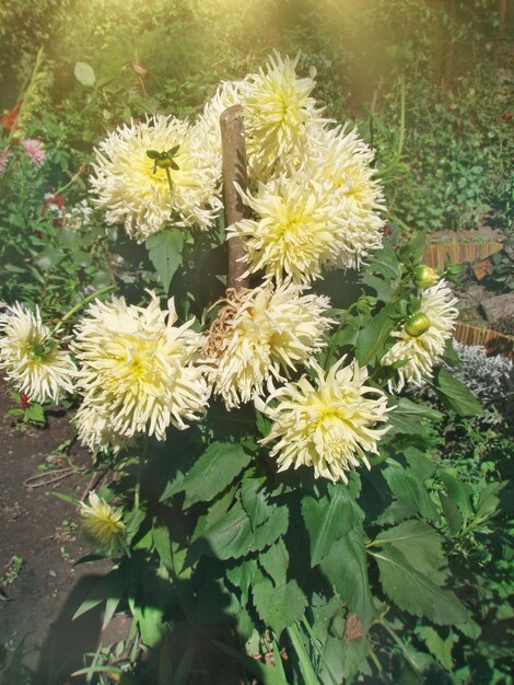 Yellow dahlia flower in flower border dahlia yellow star