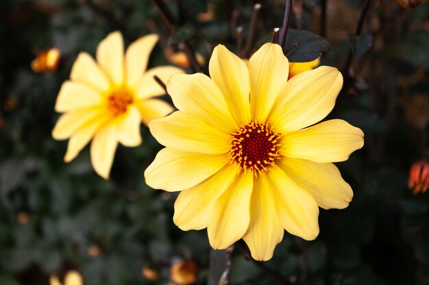写真 黄色いダリアの花が夏に満開にく