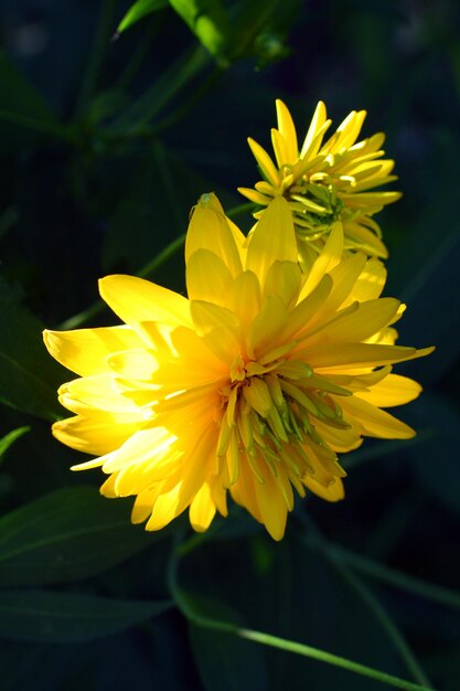 黄色のダリアの花