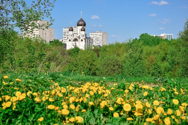 Yellow daisies on the background of the 
church of the Reverend Seraphim of Sarov