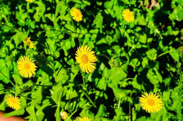 Yellow daisies in the green grass on a summer day.