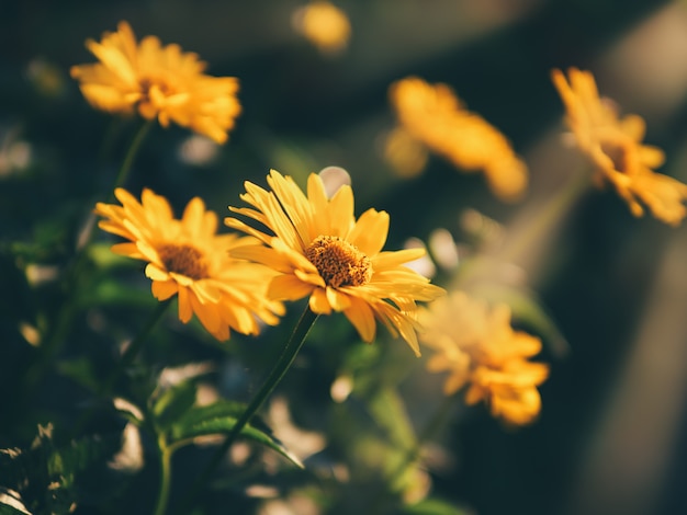 Yellow daisies on natural background 