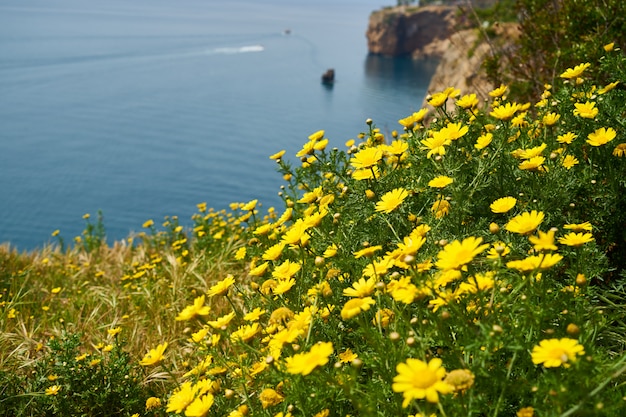 Yellow daisies in the nature