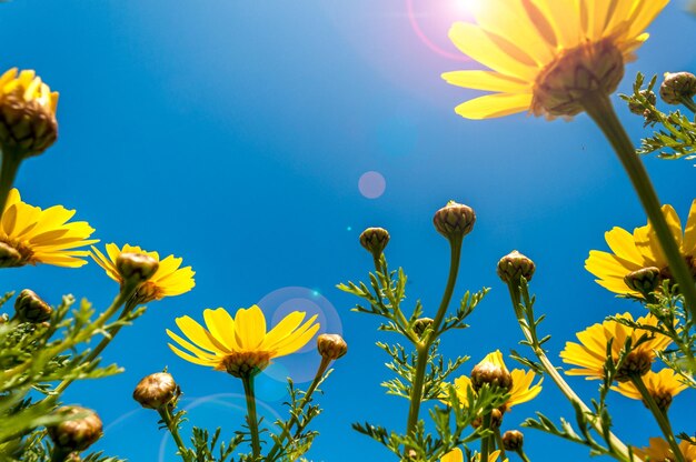 Yellow daisies seen from below with lens flare