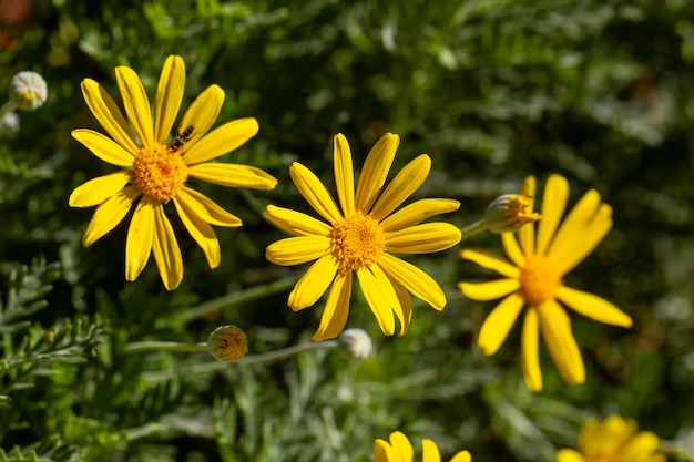 노란색 데이지 부시, 학명; Euryops pectinatus