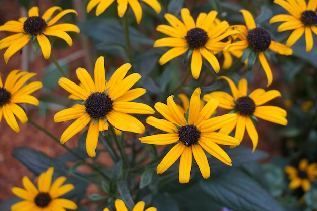 yellow daisy close up background