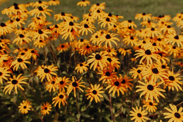 黄色いデイジーの花、花の背景