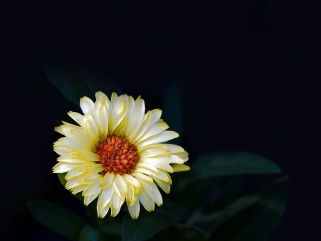 Fiore giallo della margherita sul nero