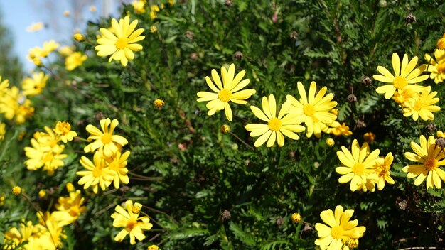 カリフォルニアのガーデニング、黄色いデイジーの花。自然の植物の花、春の庭の植物