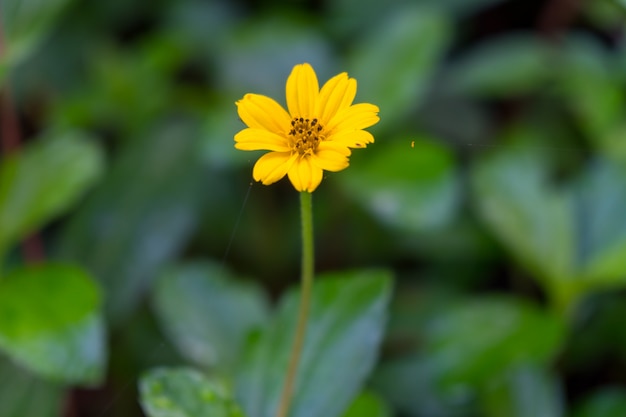 Foto fiore giallo della margherita in giardino.