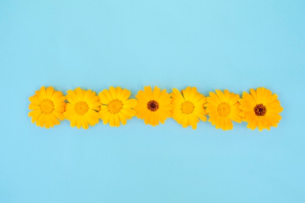 A yellow daisy flower lying on a blue background Pastel background with a daisy pattern Flat layer top view Beautiful floral pattern Flower arrangement Creative layout of the copy space