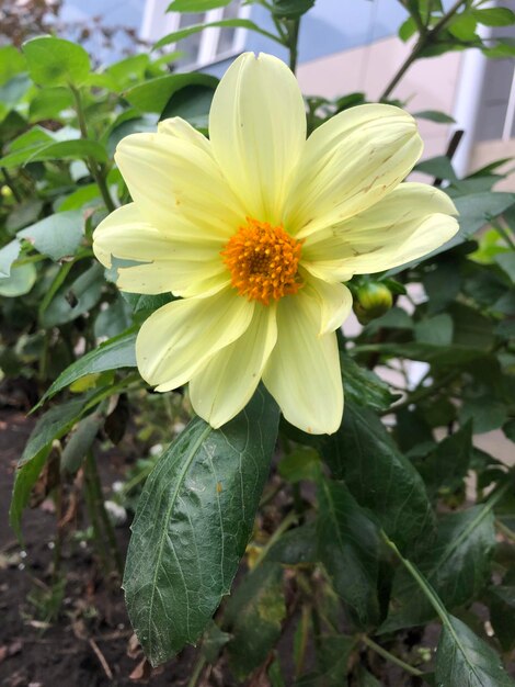 Yellow daisy flower photography