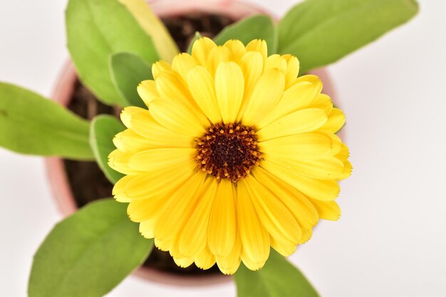 yellow daisy flower with green steam isolated on white background