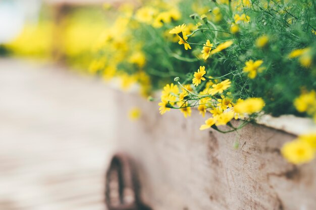 黄色のデイジーの花の背景。