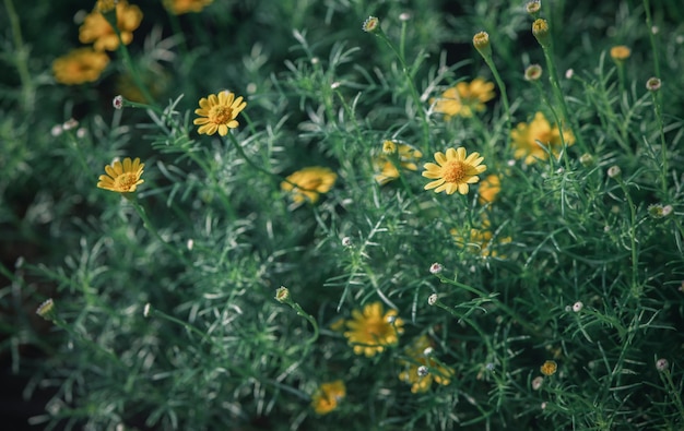 Yellow daisy flowers in garden flower background concept